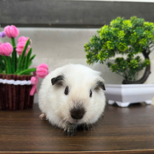 Chuột Lang Cali Trắng - CLC31 tại TP.HCM
