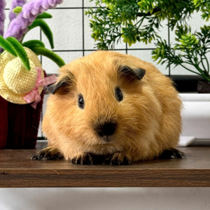 Bọ Ú Cali Vàng - BUC25 tại TP.HCM