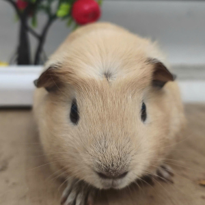 Chuột Lang Crested Vàng Mơ - CLC03 tại TP.HCM