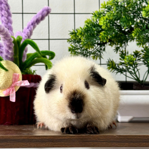 Chuột Lang Teddy Cali Trắng - CLT11 tại TP.HCM