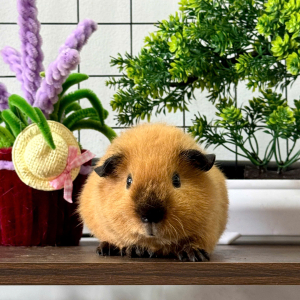 Chuột Lang Teddy Cali Nâu Nhạt - CLT12 tại TP.HCM 