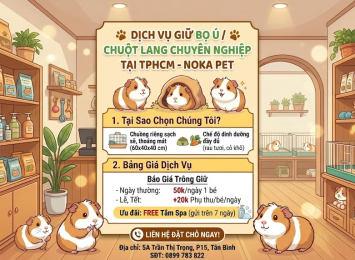 Dịch Vụ Giữ Bọ Ú, Chuột Lang Uy Tín TPHCM - Noka Pet